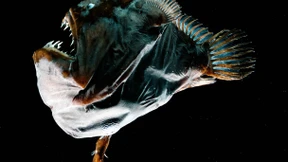 Bis dass der Tod sie scheidet