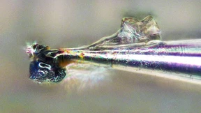 Detektivarbeit mit radioaktiven Partikeln