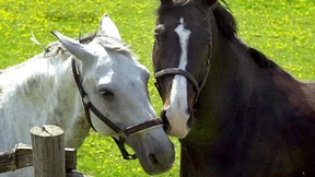 Warum man besser ein weißes Pferd sein sollte
