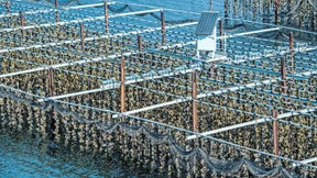 Der Macher der Luxusauster