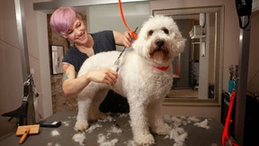 Bisse gehören zum Berufsrisiko