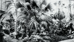 Herr K. und sein Traum von Berlin