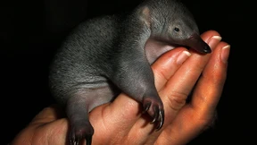 Sydney freut sich über putzige kleine Ameisenigel