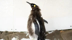 Königspinguin Pesto verliert sein Federkleid