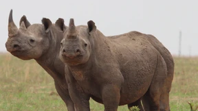 Population der Nashörner erholt sich