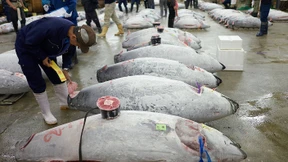 Umzug von Tokios Fischmarkt liegt auf Eis 