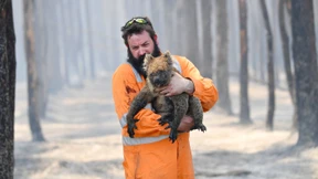Wann geht uns das Leid von Tieren nahe?