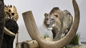 Zeitreise-Safari zu Mammut und Wollnashorn