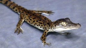 Krokodile für Handtaschen