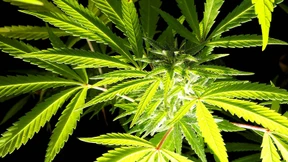 Cannabis ist Gift