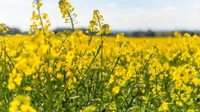 Preis für Raps auf Rekordhoch