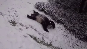 Riesenpandas toben im Schnee