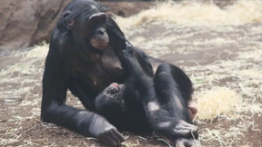 Bonobo-Baby im Frankfurter Zoo verendet