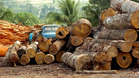 Illegales Holz aus Brasilien
