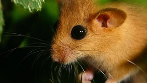 Haselmäuse müssen Windrädern weichen  