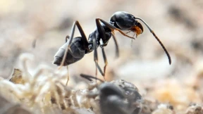 Invasive Ameisen verursachen Ausfall von Strom und Internet