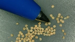 Kleinste Landschnecke der Welt misst weniger als ein Sandkorn