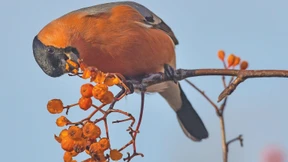 Wildvögel im Internet angeboten