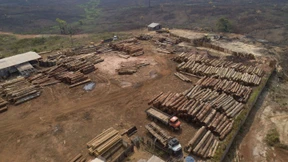 Hat Brasilien Daten zur Abholzung zurückgehalten?