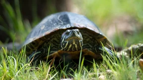 Babysitter für die Schildkröte