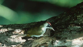 Bei Gefahr immer zuerst hinter den Baum