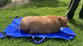 Hund überfüttert – Neuseeländerin muss zwei Monate in Haft