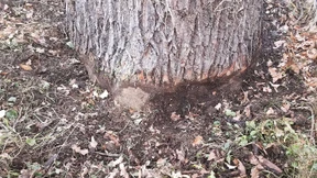 Mord für bessere Aussicht