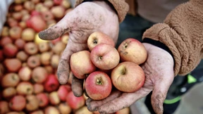 Nicht weit vom Stamm