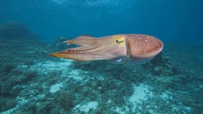 Warum sind Tintenfische so clever?