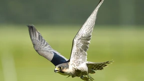 Des Wanderfalken Kampf gegen die Windmühlen