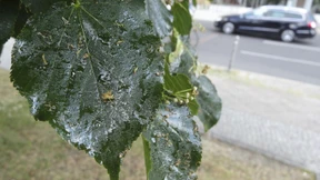 Die Kleber von Berlin