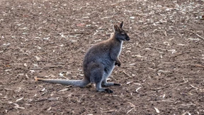 „Unser Wallaby ist wieder da“