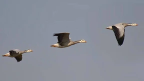 Die sensationelle Fitness der Streifengans