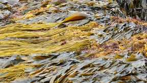 Im Reich der Seespaghetti