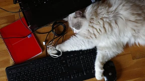 Kollektiver Selbstbetrug? Das Phänomen „Study with me“