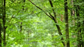 Mephisto in der Linie 17