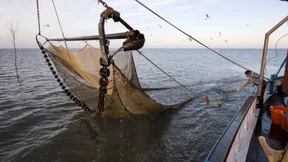 Die Sorge um das Aussterben der Krabbenfischer