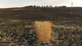 Dürre lässt spanische Bauern verzweifeln