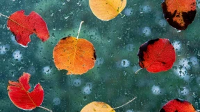 Kein goldener Oktober: Wetter bleibt trüb und nass