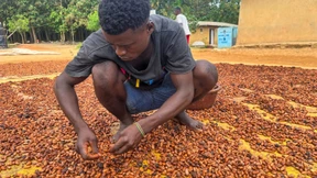 Kakao-Preis stürzt ab