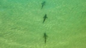 Mann nach Bericht über Haiangriff vor Küste Israels vermisst