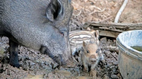 Zuflucht der verstoßenen Schweine