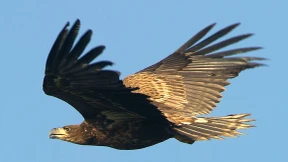 Wie simsende Adler russische Forscher fast in den Ruin trieben