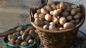 Das bedingungslose Biogrundeinkommen