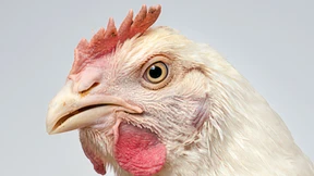 Künstler, die auf Tiere starren