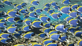 Von den Leistungen menschlicher Schwarmintelligenz