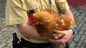  Aggressives Huhn löst Polizeieinsatz aus
