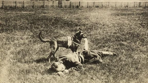 Der Sanitätshund im Kriege