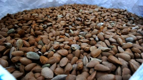 Zollstreit belastet Mandelbauern