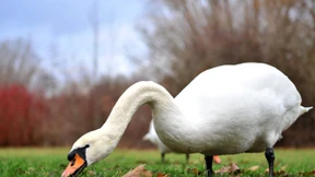  Gartenschau-Kritiker hoffen auf Bürgerentscheid